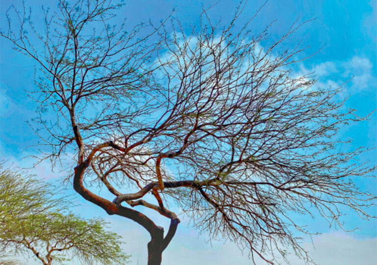 Muestra Fotográfica “Colores de Esperanza”
